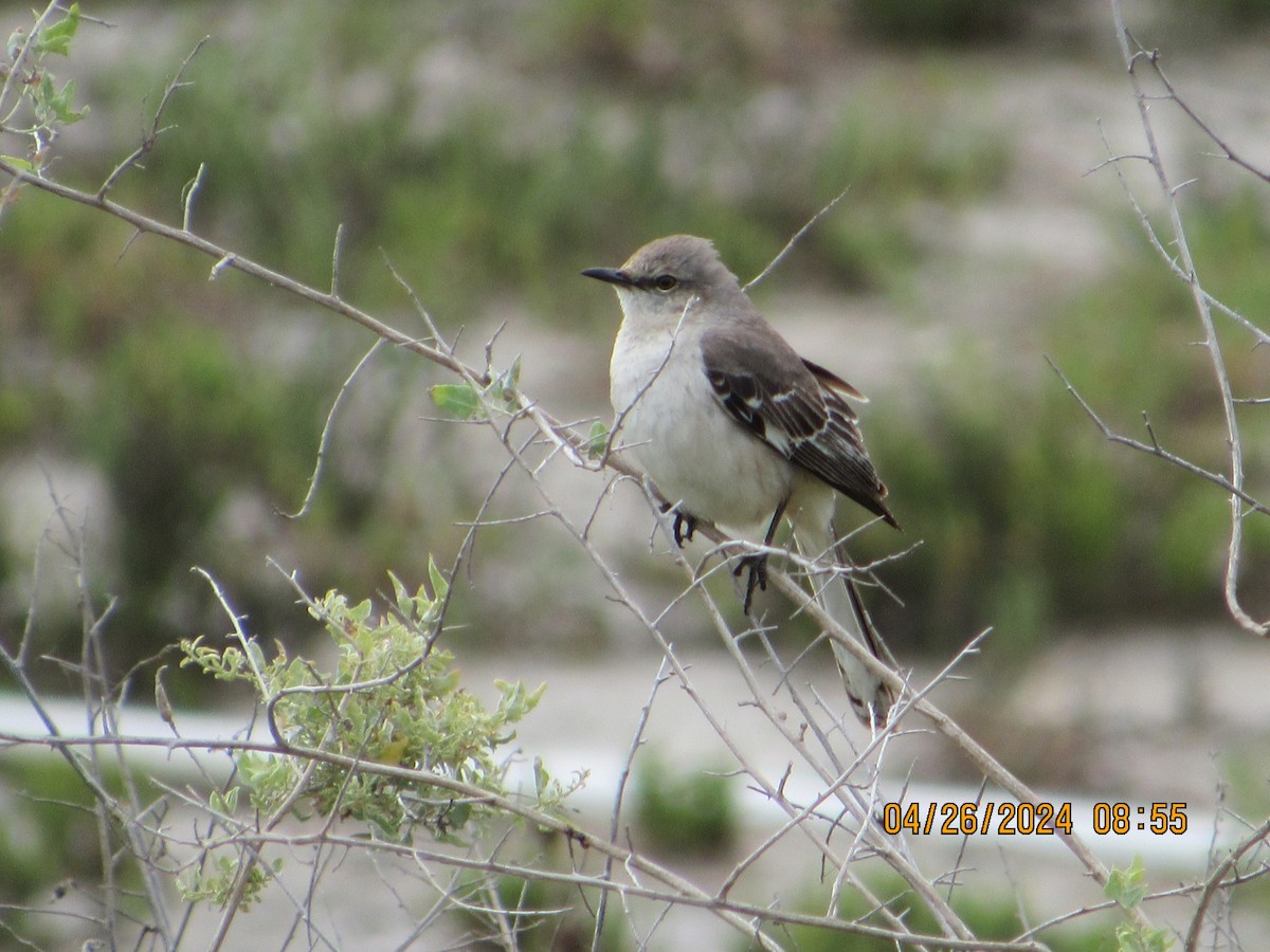 Northern Mockingbird - crdf bird