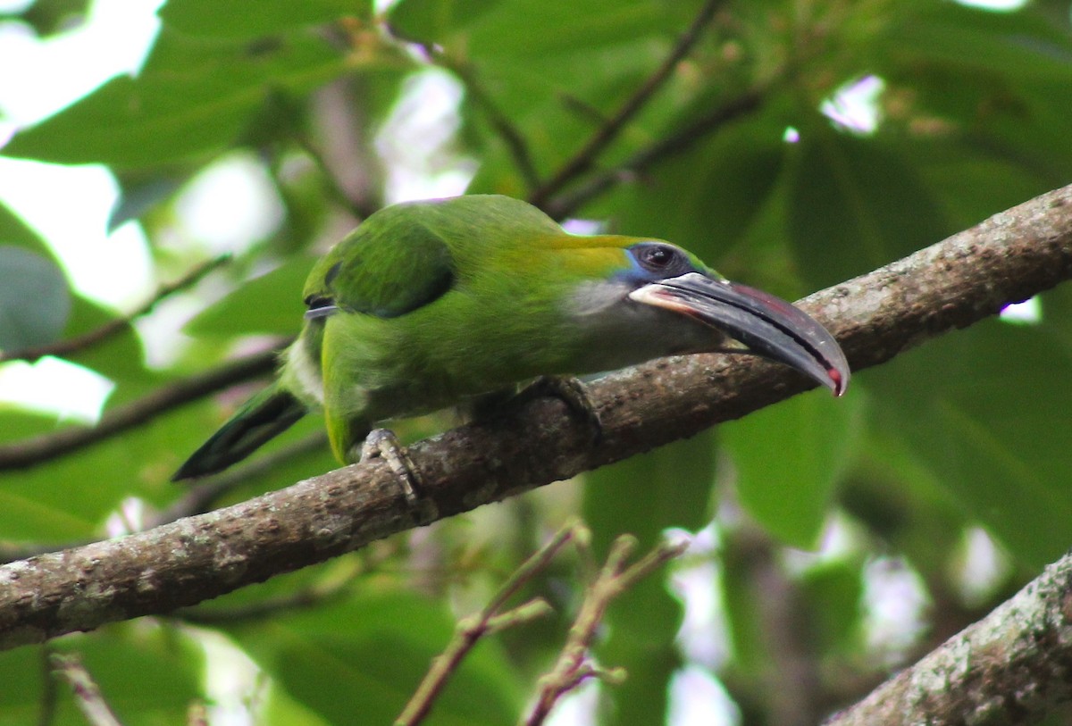 Groove-billed Toucanet - ML617984110