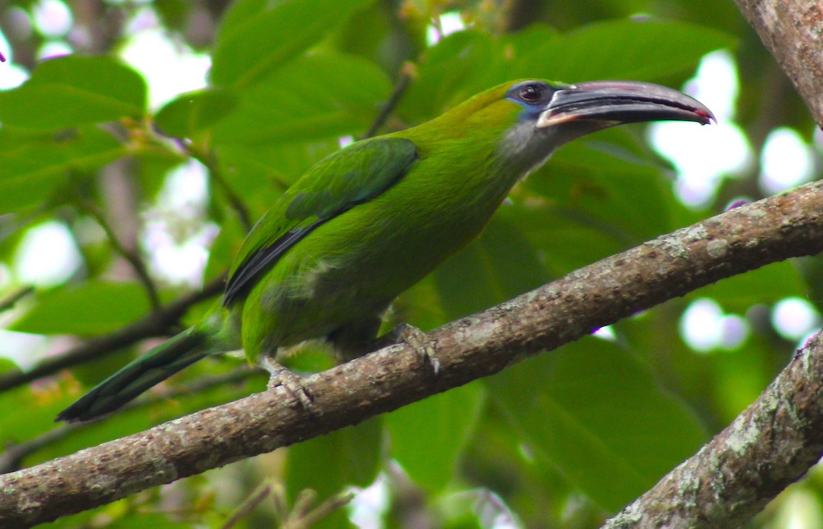 Groove-billed Toucanet - ML617984111