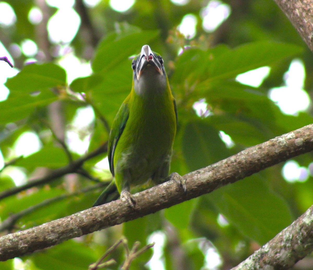 Groove-billed Toucanet - ML617984112