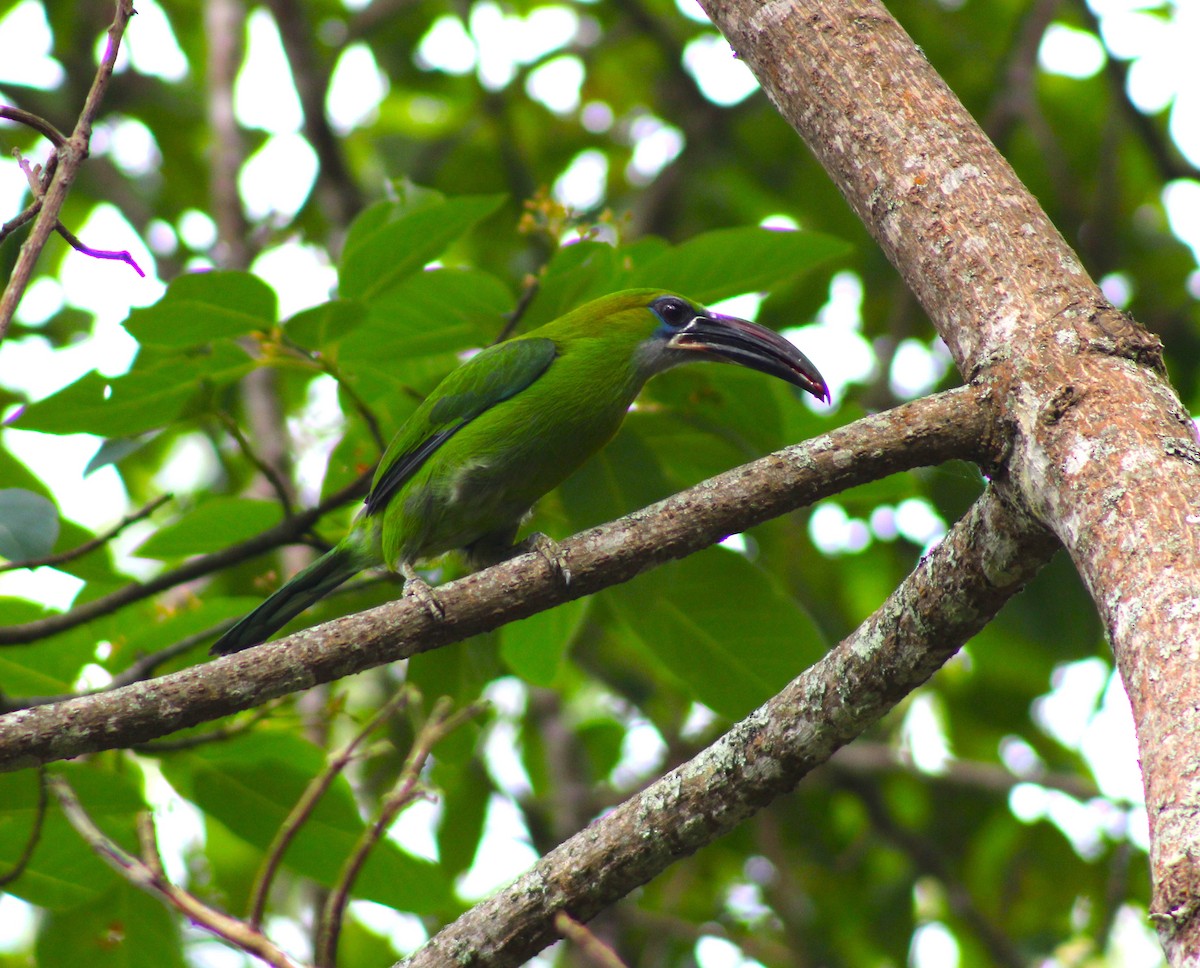 Groove-billed Toucanet - ML617984113