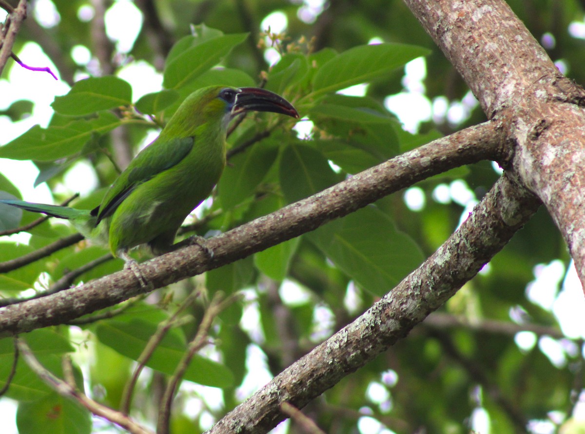 Groove-billed Toucanet - ML617984114