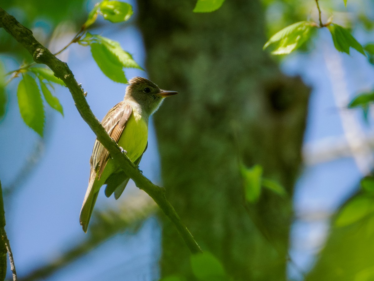 Great Crested Flycatcher - ML617984120