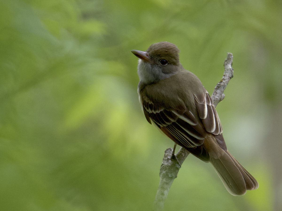 Great Crested Flycatcher - ML617984142