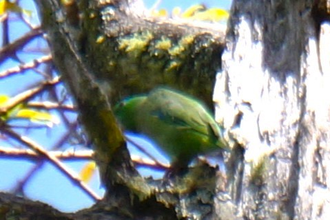 Spectacled Parrotlet - ML617984159