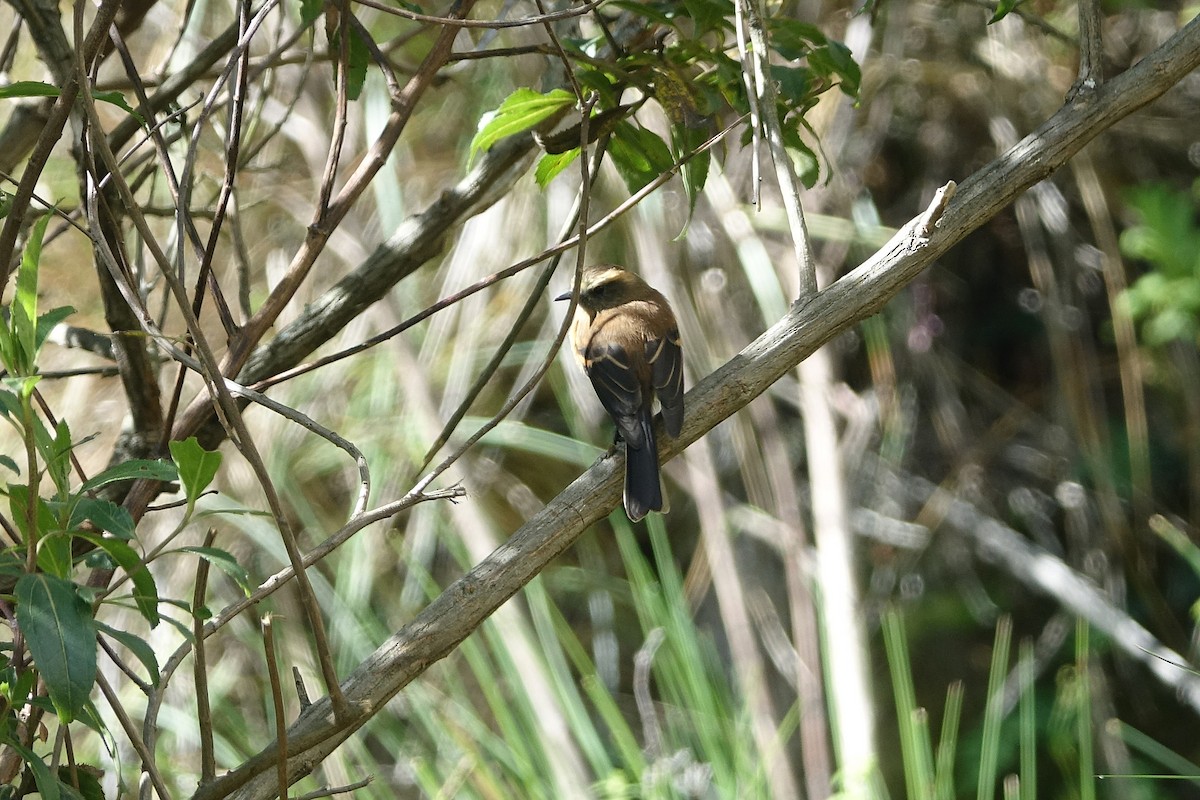 Brown-backed Chat-Tyrant - ML617984162