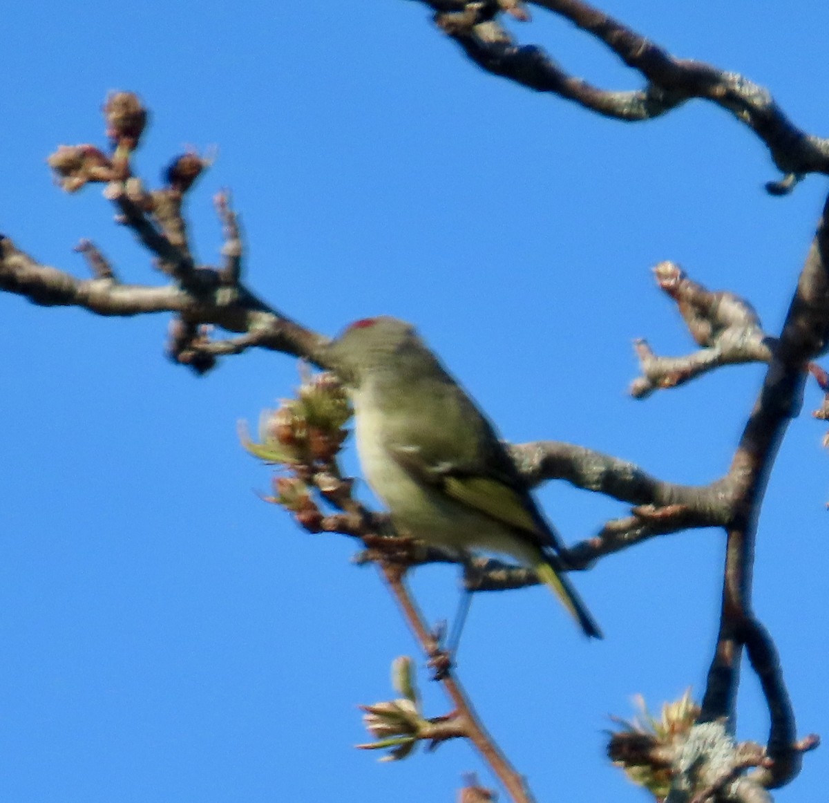 Ruby-crowned Kinglet - Dale Doucette