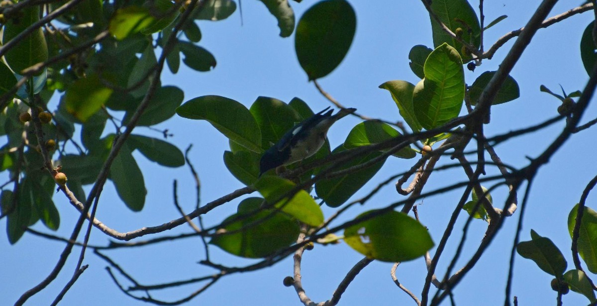 Black-throated Blue Warbler - ML617984208