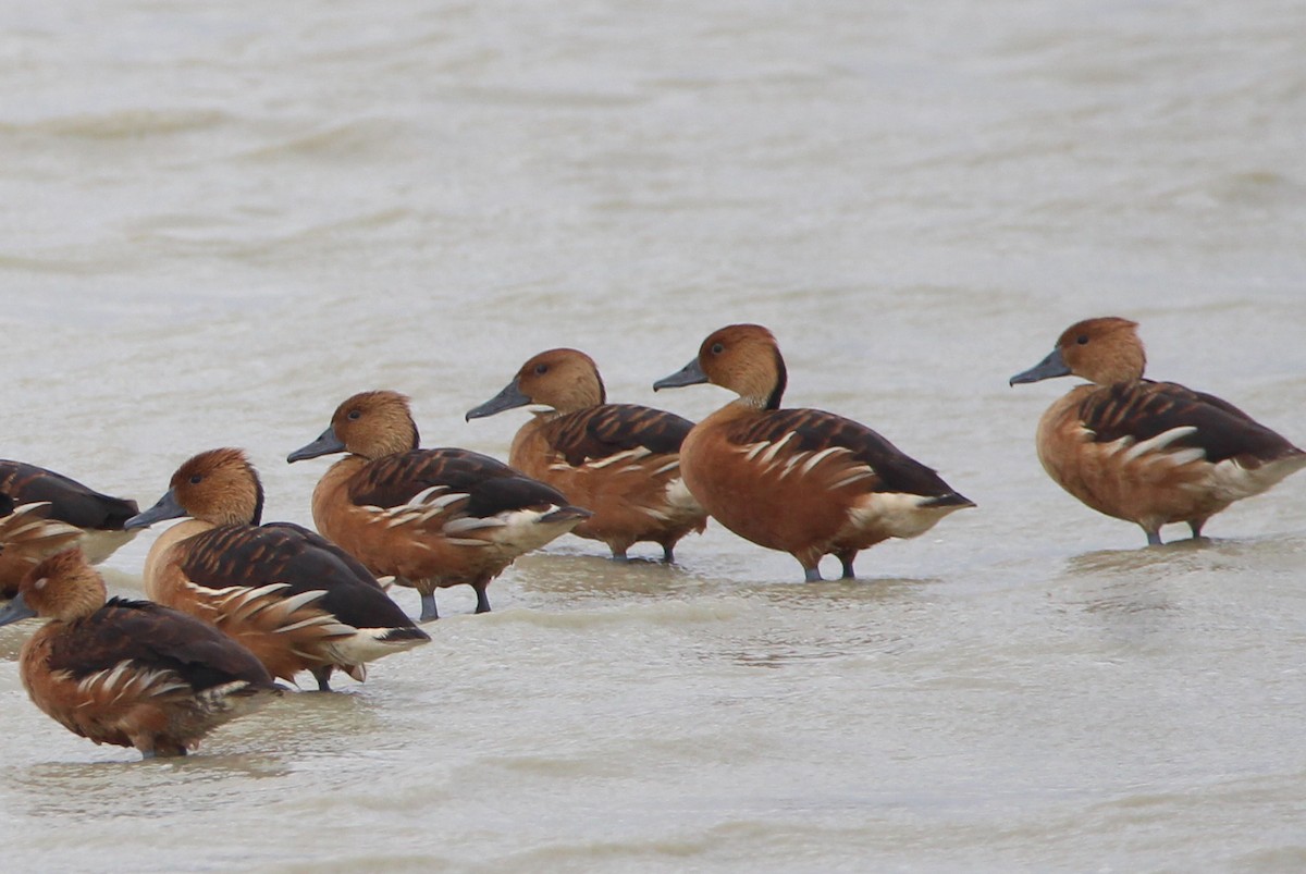 Fulvous Whistling-Duck - ML617984218