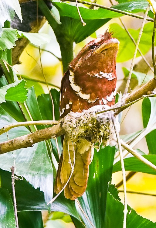 Philippine Frogmouth - ML617984223