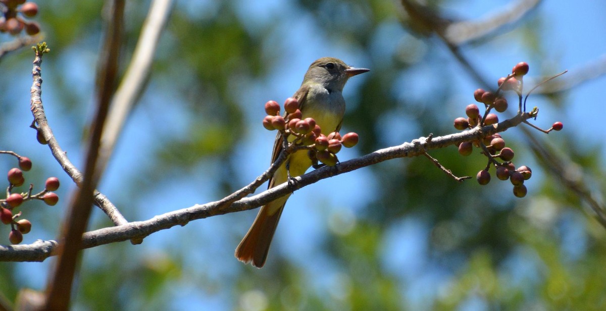 Great Crested Flycatcher - ML617984248