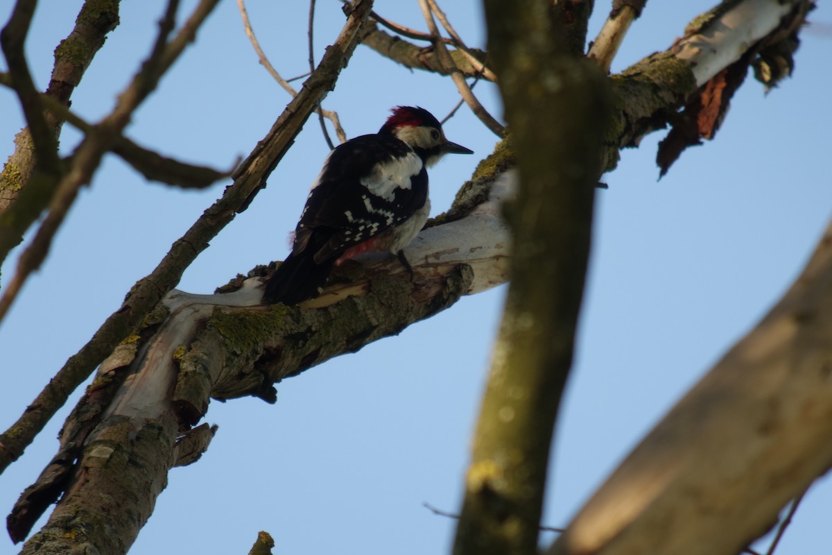 Syrian Woodpecker - ML617984250