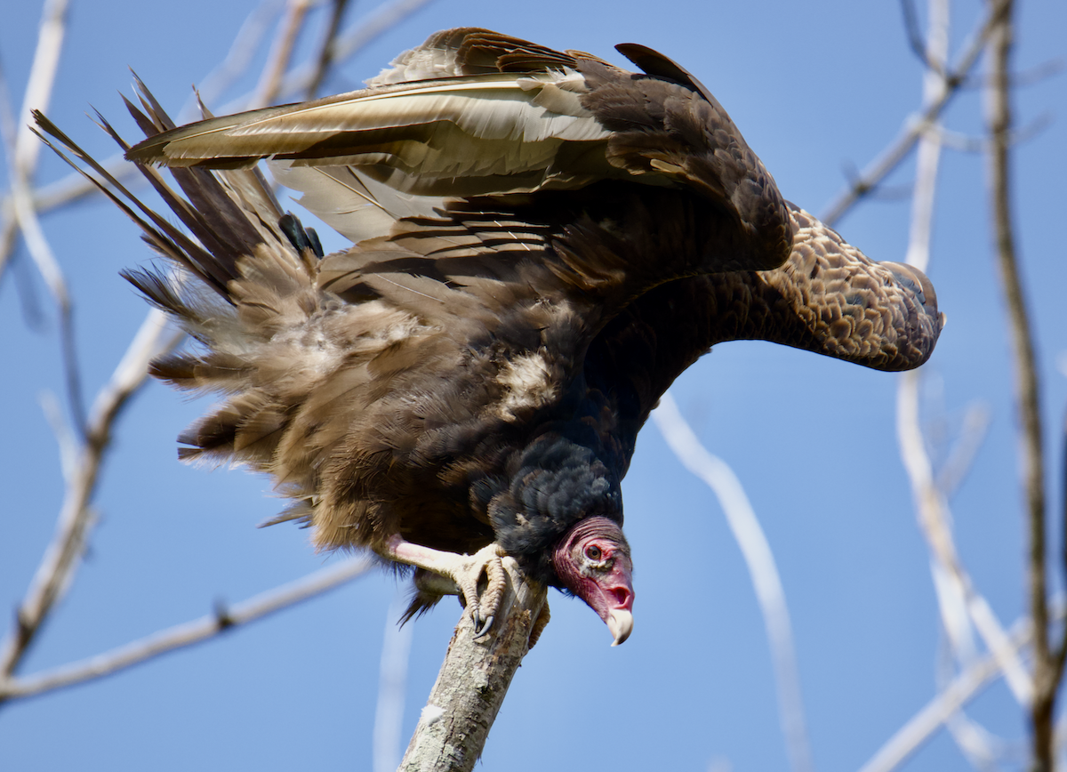 Turkey Vulture - ML617984251