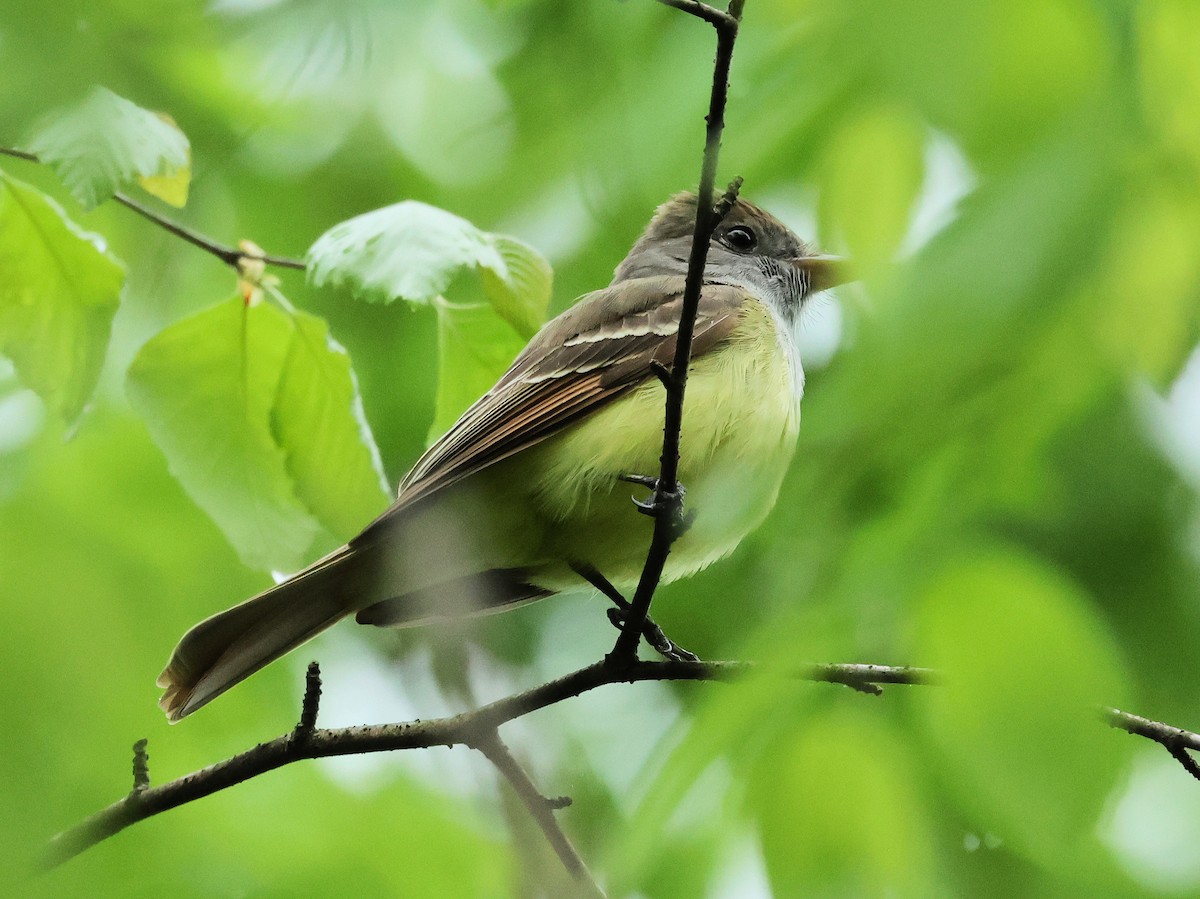 Great Crested Flycatcher - ML617984274