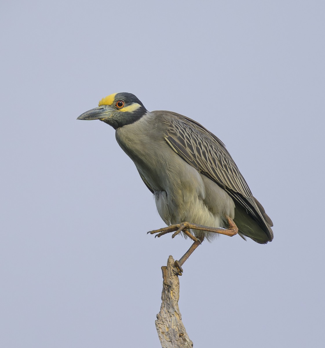 Yellow-crowned Night Heron - ML617984281