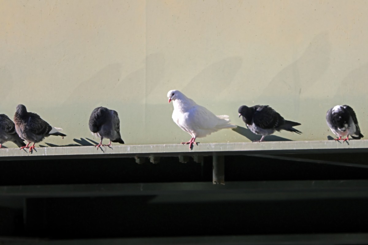 Rock Pigeon (Feral Pigeon) - BRUCE FINNAN