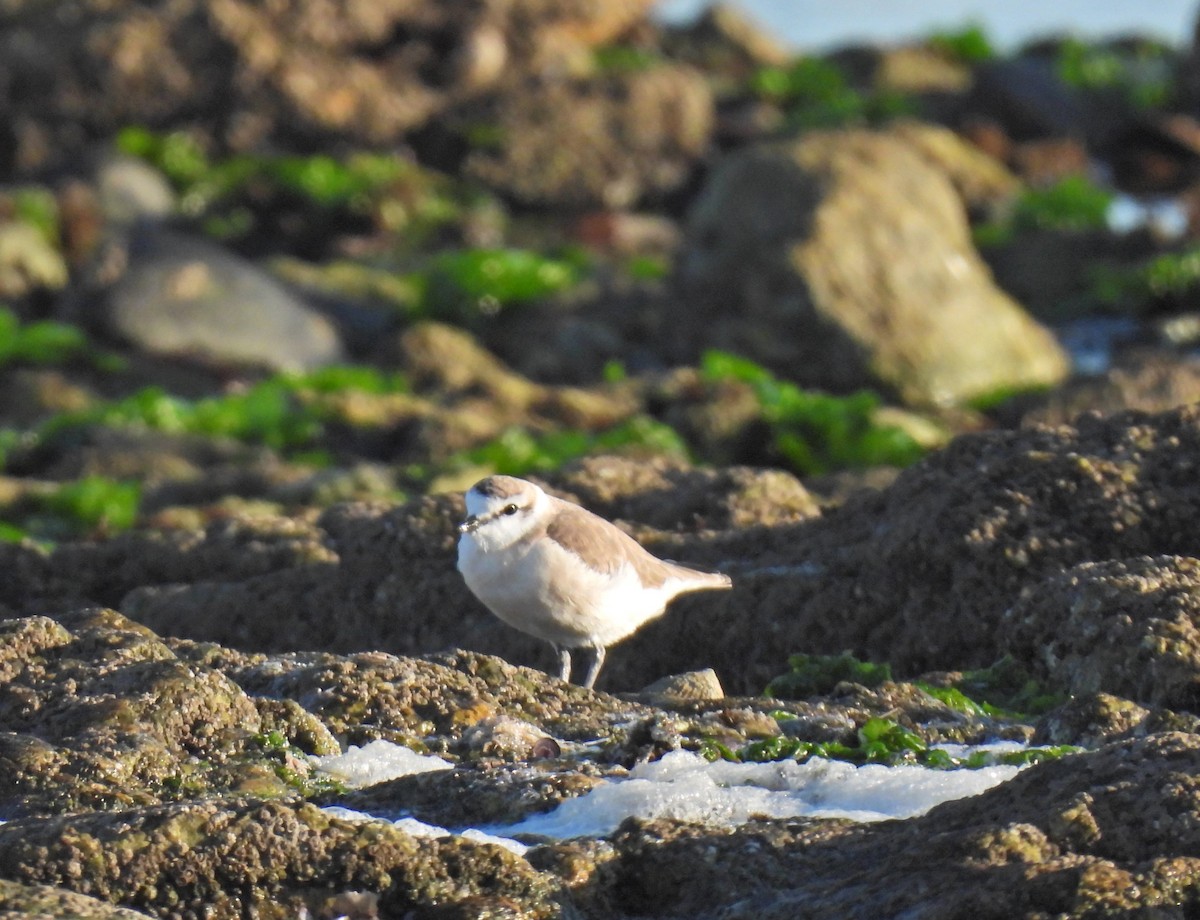 White-fronted Plover - ML617984286