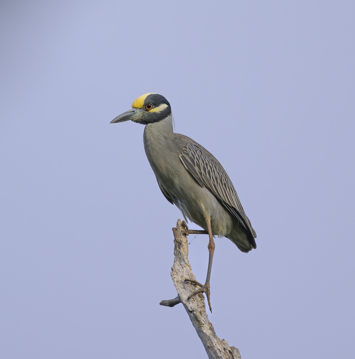 Yellow-crowned Night Heron - ML617984319
