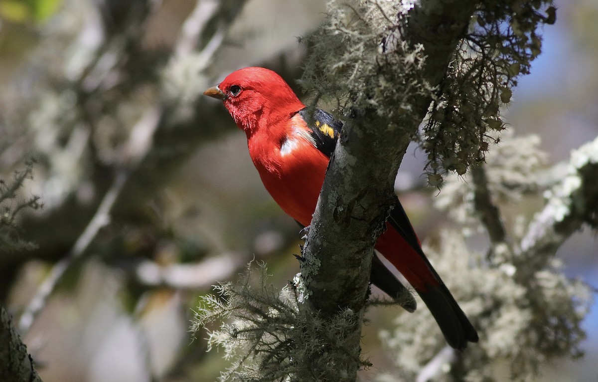 Scarlet Tanager - ML617984337