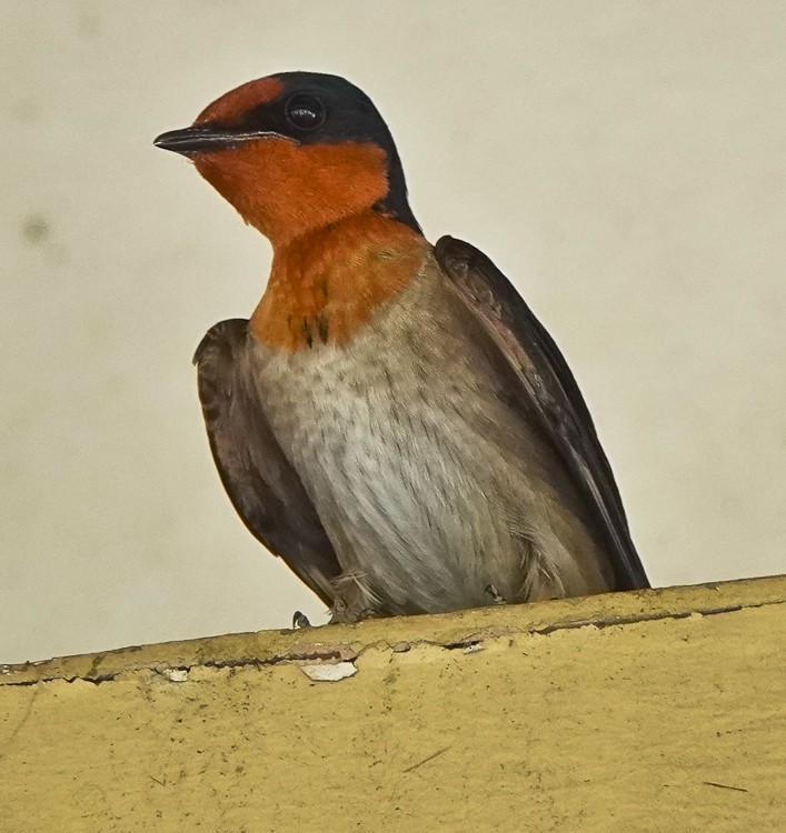 Striated Swallow - Arden Anderson