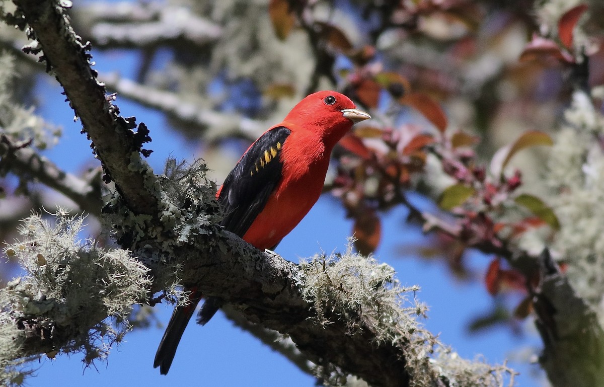 Scarlet Tanager - ML617984354
