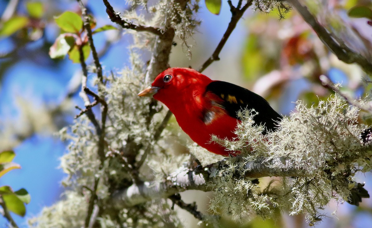 Scarlet Tanager - ML617984355