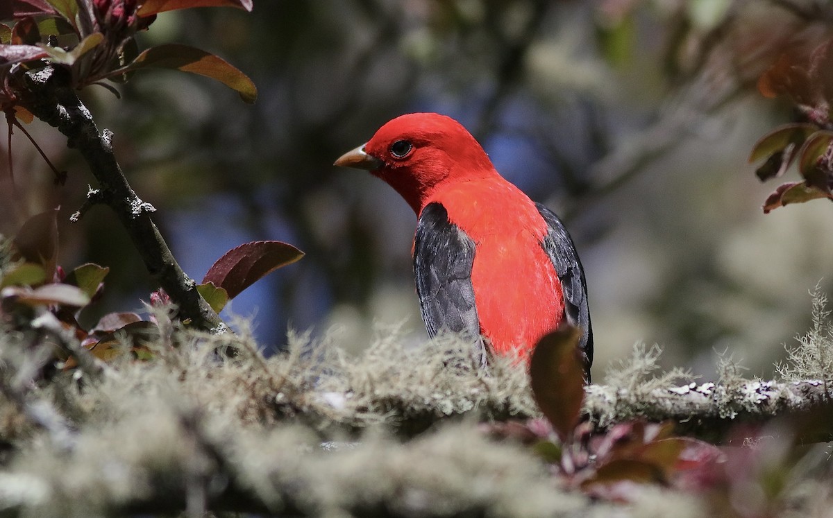Scarlet Tanager - ML617984367