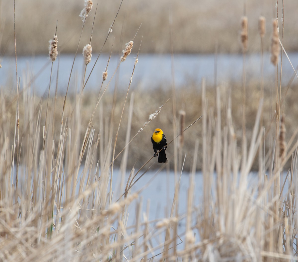 Yellow-headed Blackbird - ML617984406
