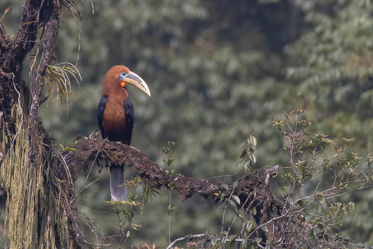 Rufous-necked Hornbill - Chris Venetz | Ornis Birding Expeditions