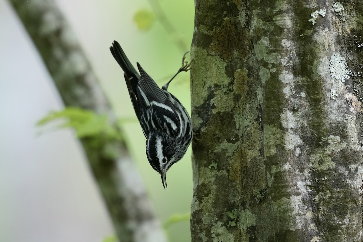 Black-and-white Warbler - ML617984456