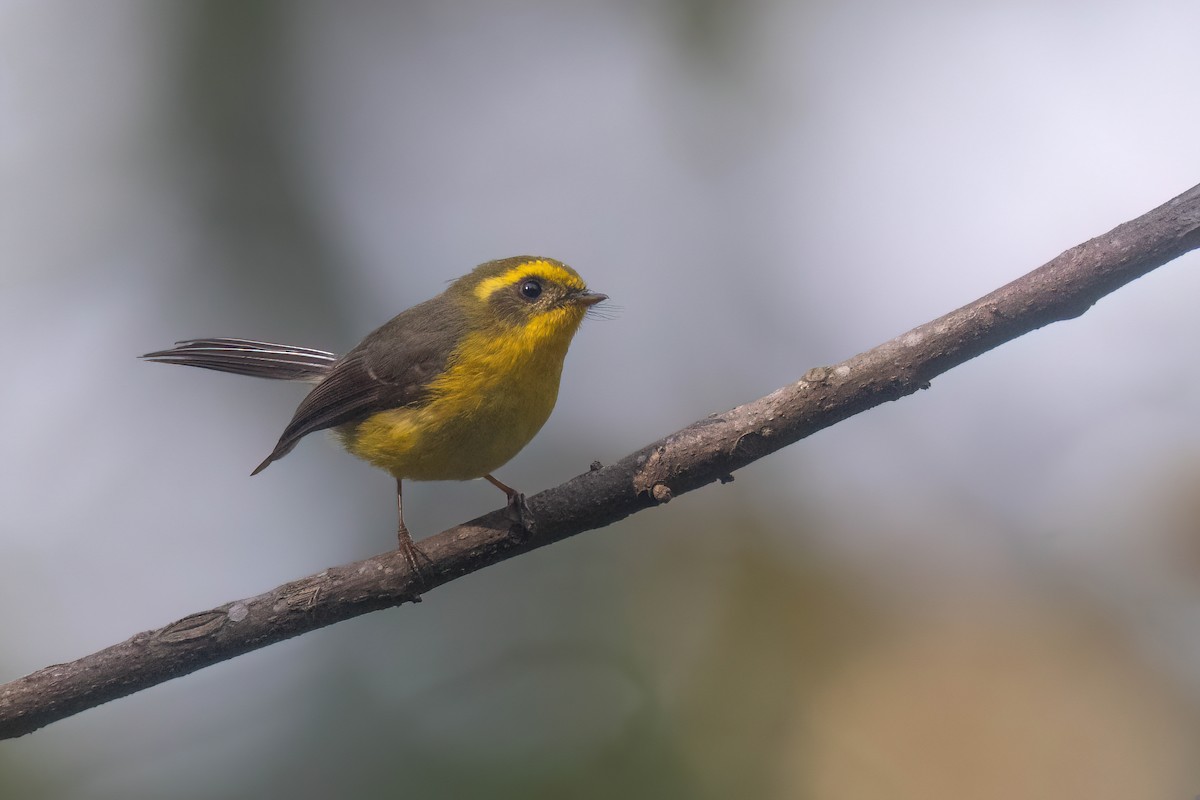 Yellow-bellied Fairy-Fantail - ML617984462