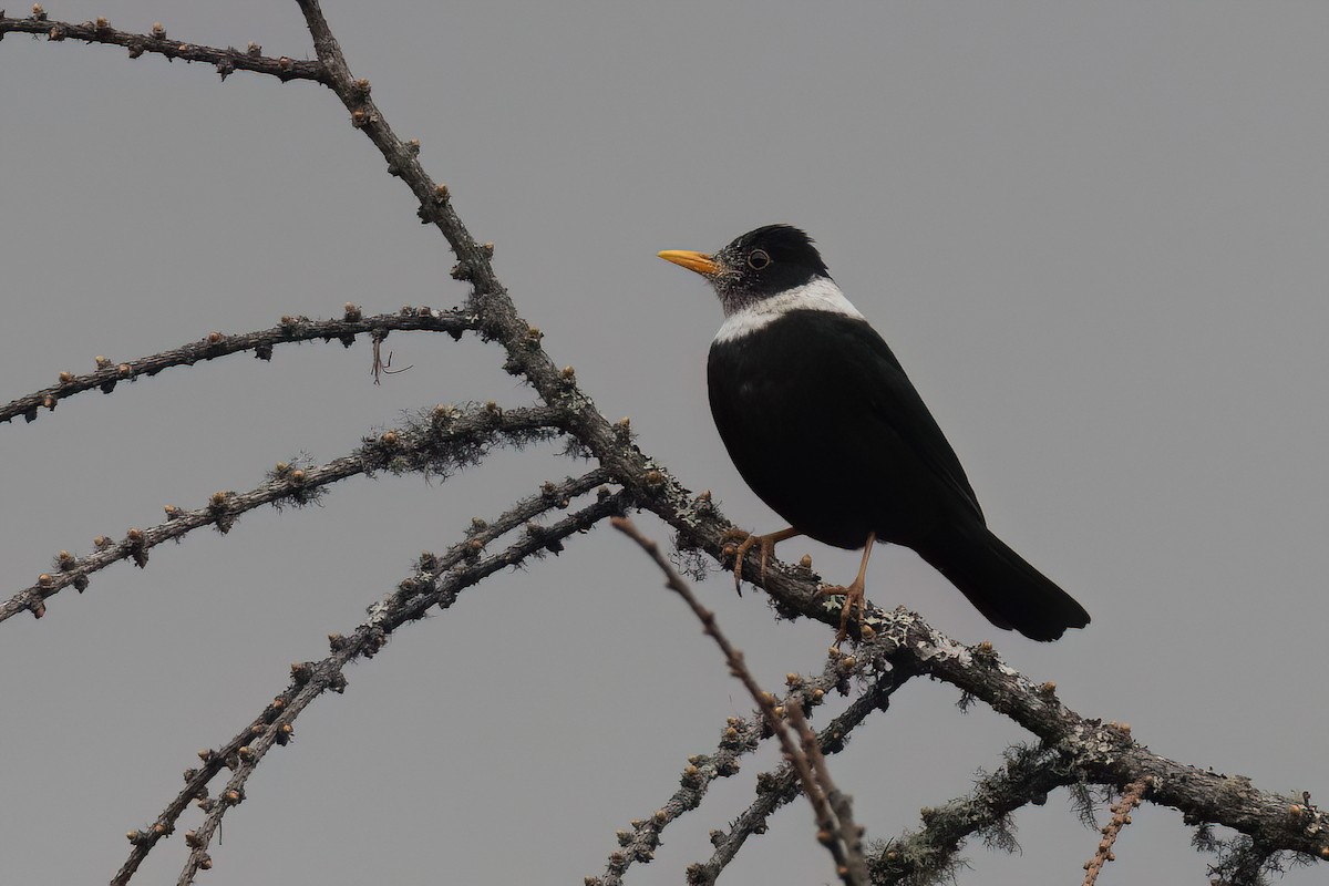 White-collared Blackbird - ML617984505