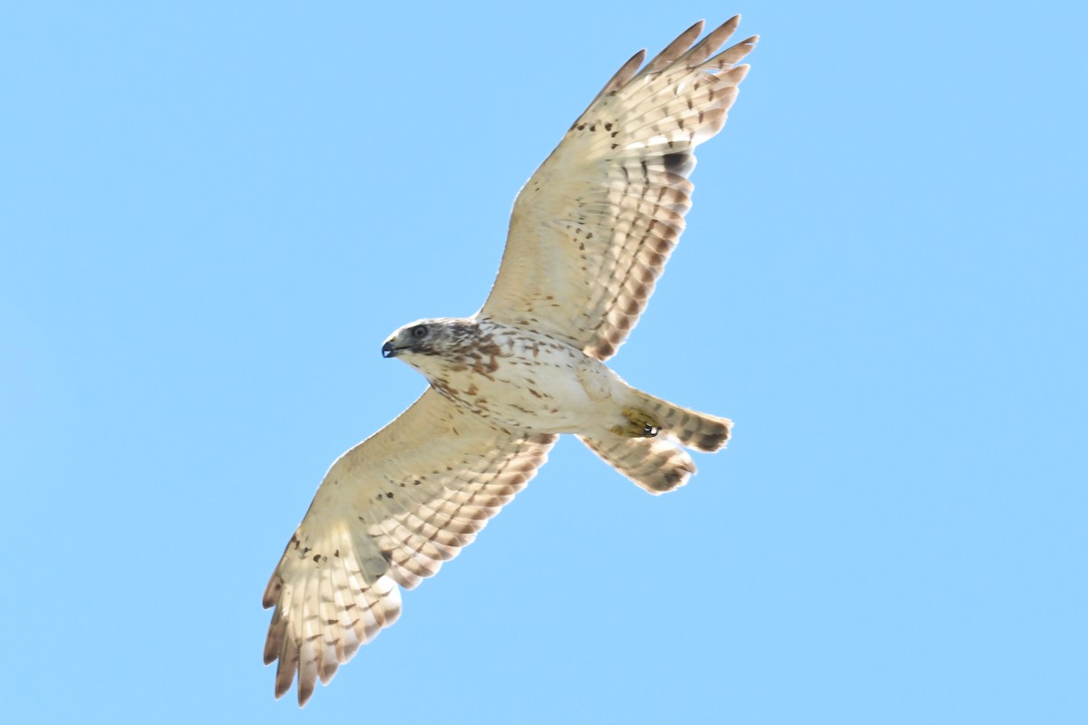 Red-tailed Hawk (umbrinus) - ML617984585