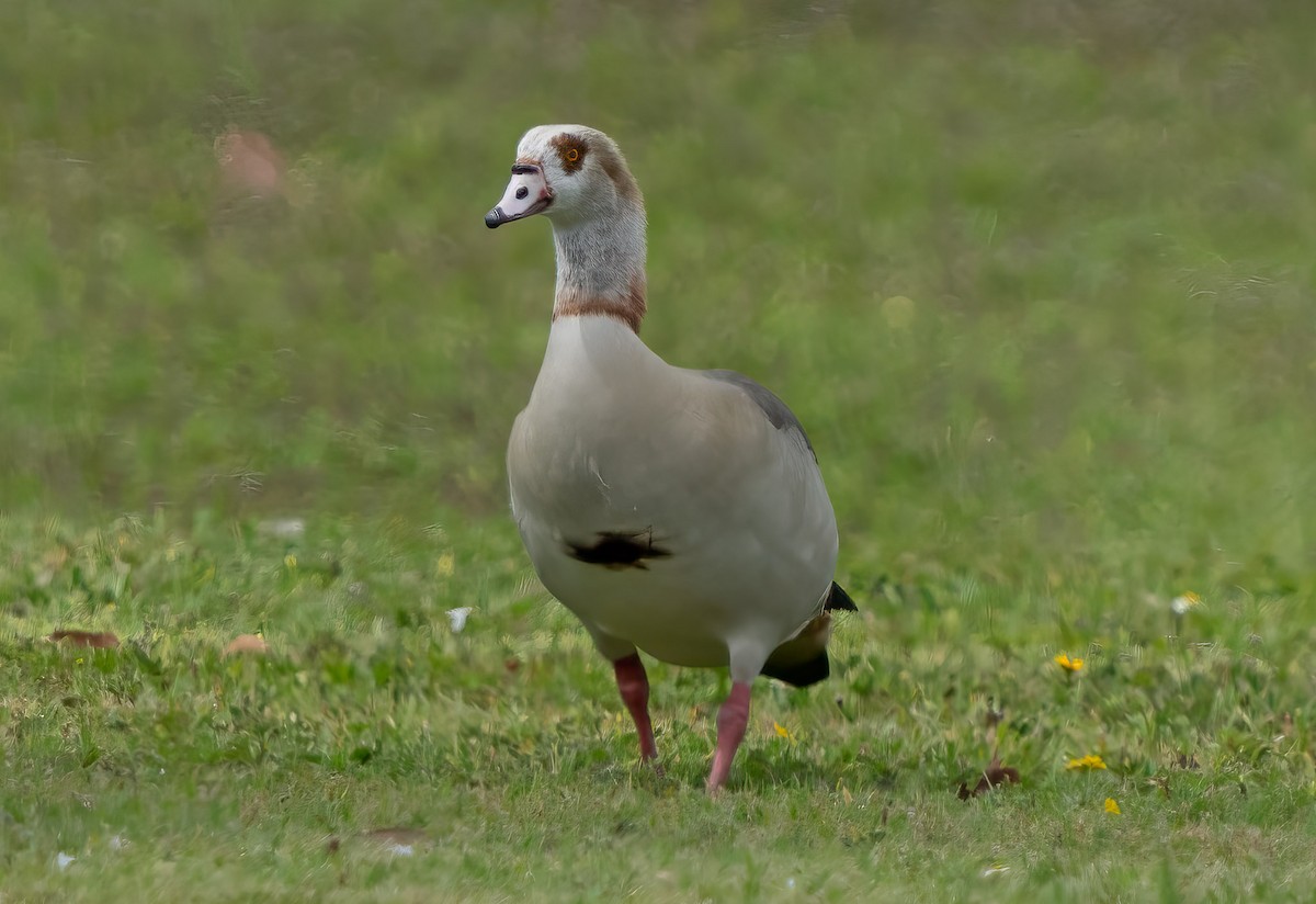 Egyptian Goose - Kevin Couture