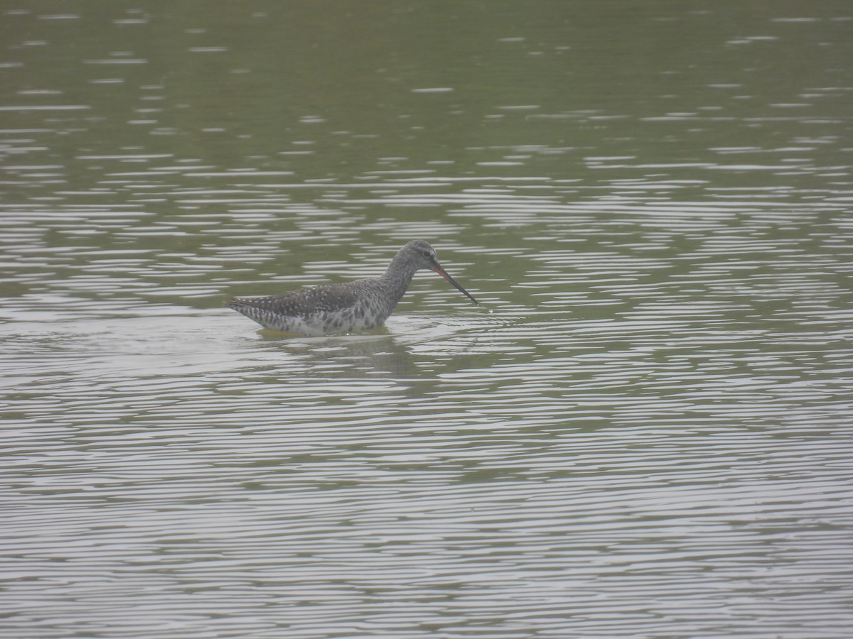Spotted Redshank - ML617984622