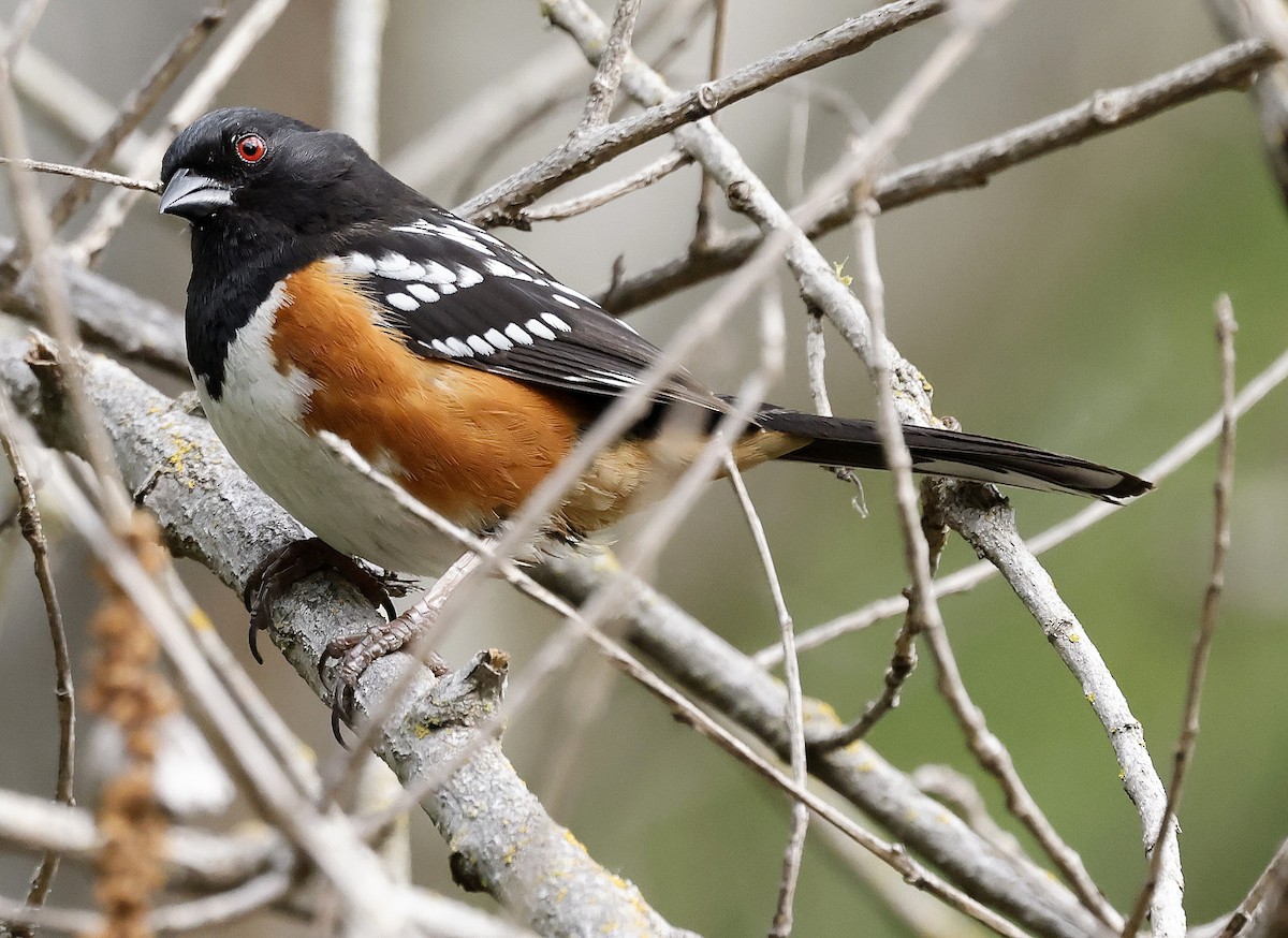 Spotted Towhee - ML617984636