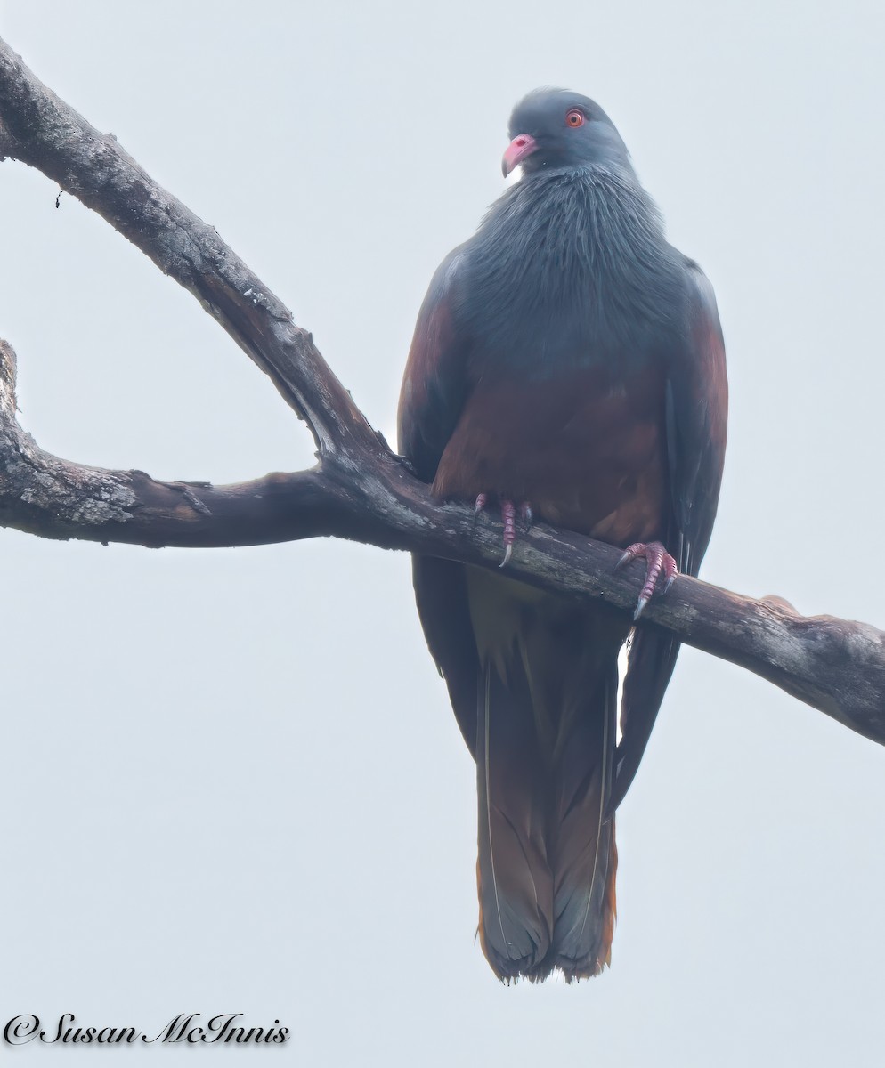 New Caledonian Imperial-Pigeon - ML617984659