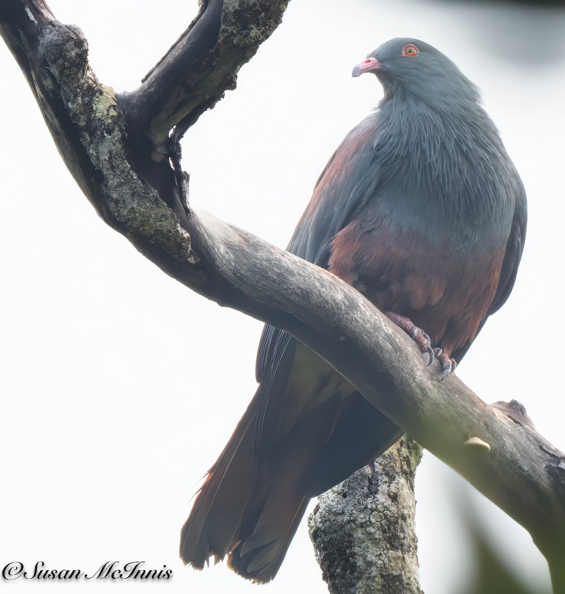 New Caledonian Imperial-Pigeon - Susan Mac