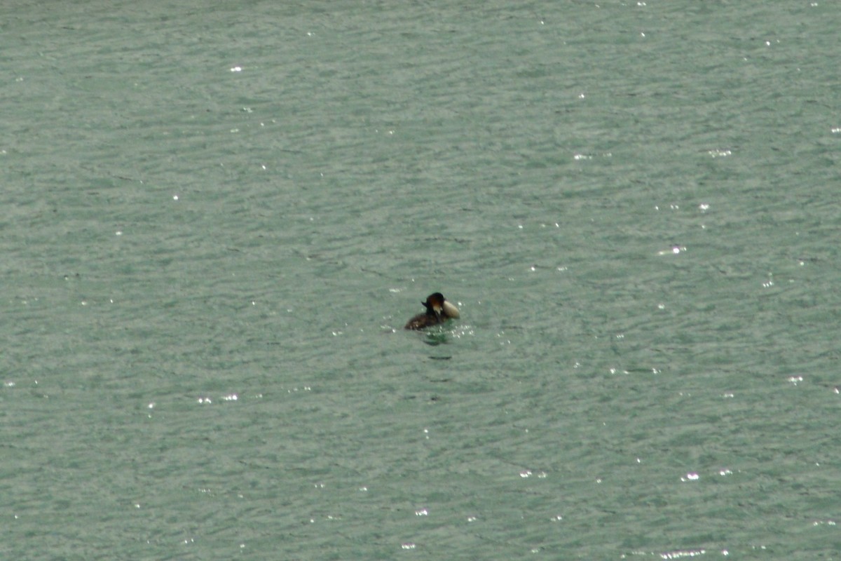 Great Crested Grebe - ML617984683