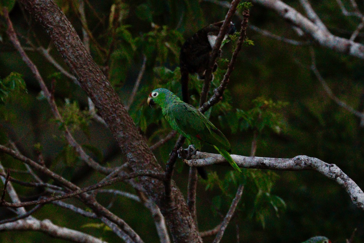 Red-lored Parrot - ML617984685