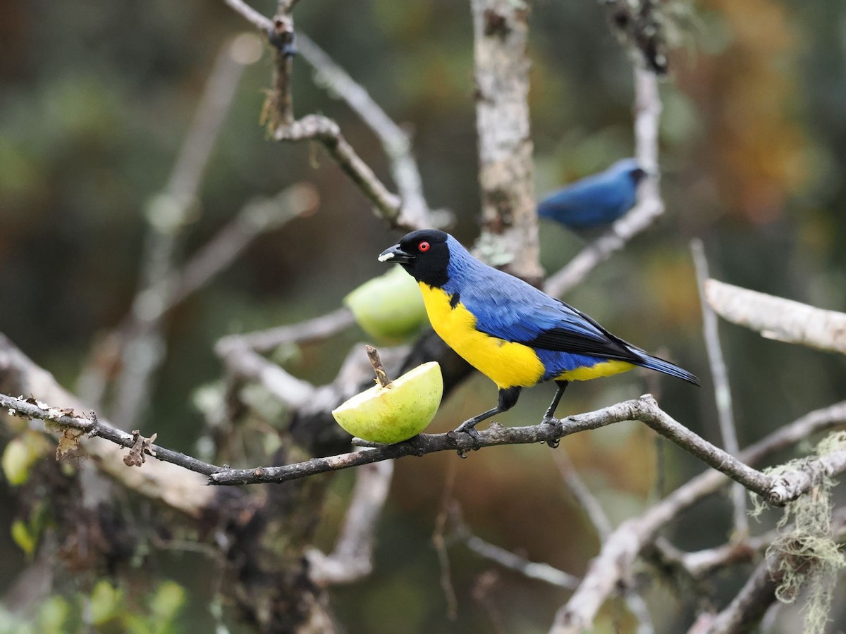 Hooded Mountain Tanager - Ben Wilcox