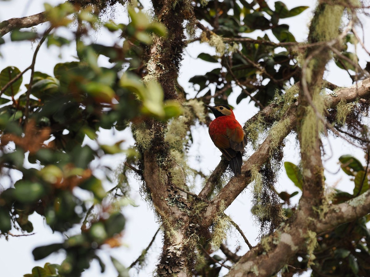 Crimson-mantled Woodpecker - ML617984714