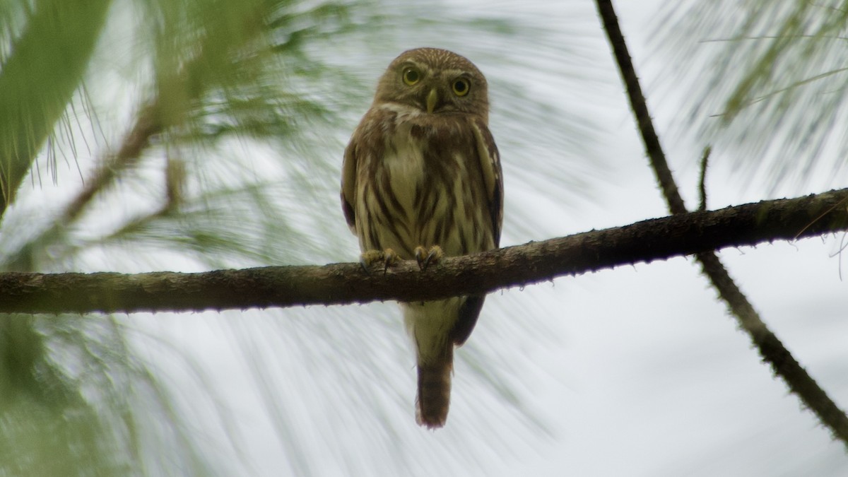 Colima Pygmy-Owl - ML617984718