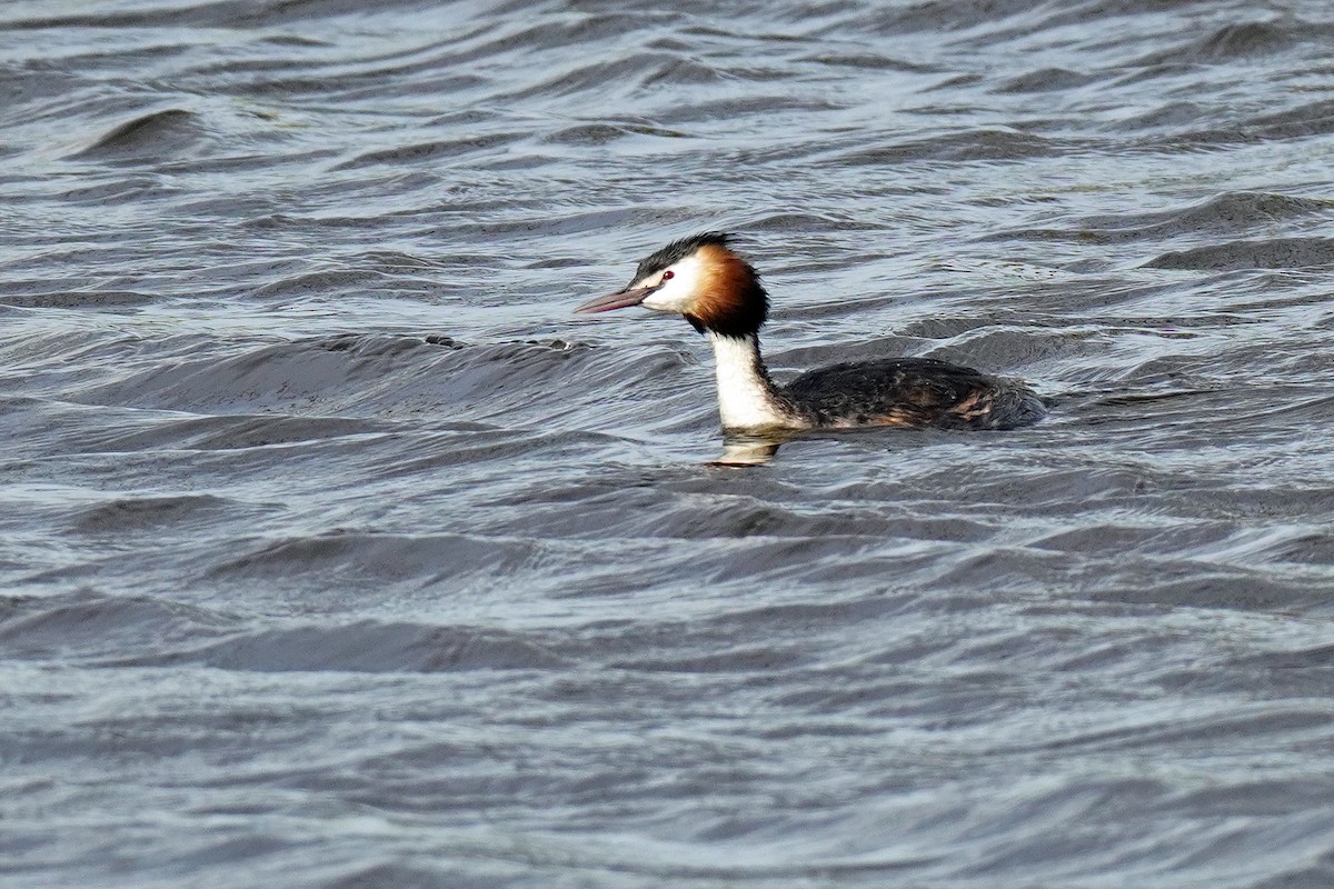 Great Crested Grebe - ML617984759