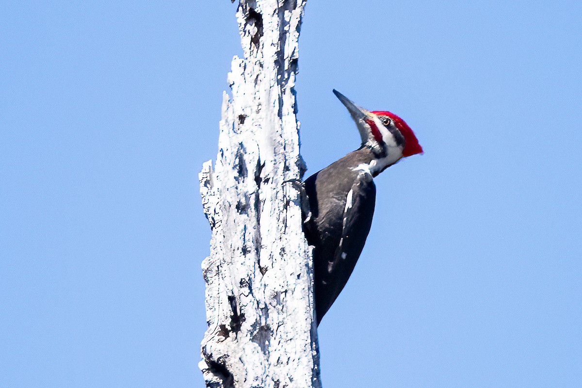 Pileated Woodpecker - ML617984762