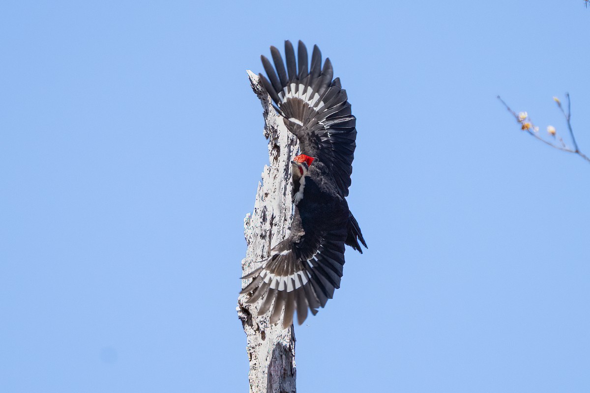 Pileated Woodpecker - ML617984763