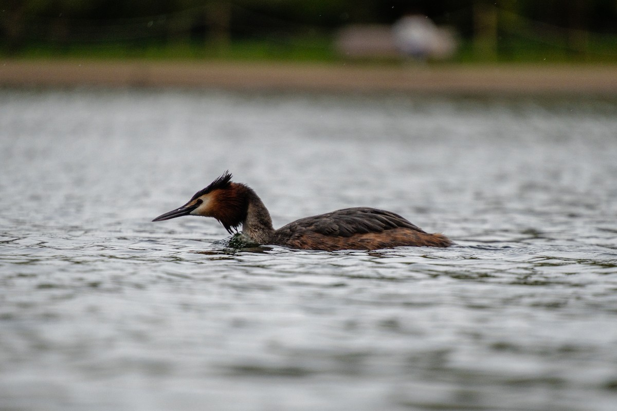 Great Crested Grebe - Timothy Flynn