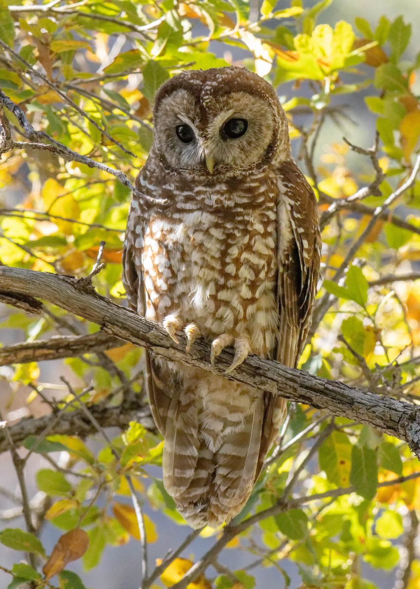 Spotted Owl (Mexican) - Joe Aliperti