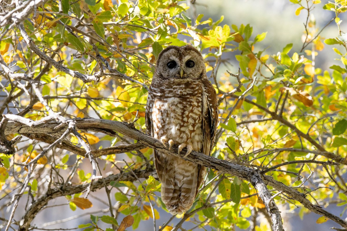 Spotted Owl (Mexican) - ML617984769