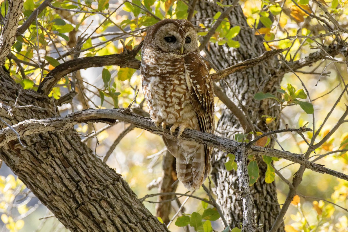 Spotted Owl (Mexican) - Joe Aliperti